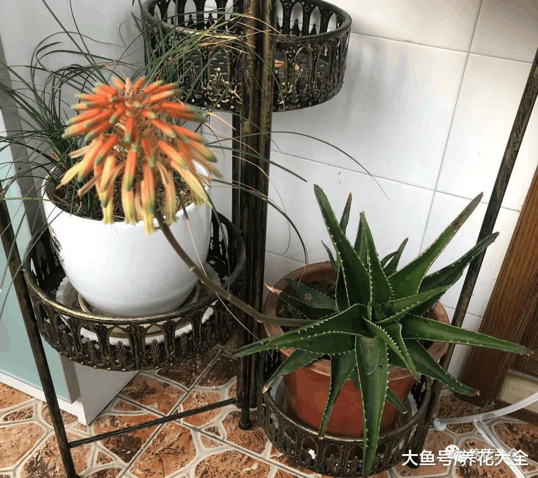 你家的芦荟发财树不开花? 只学1招, 连开5年不是事