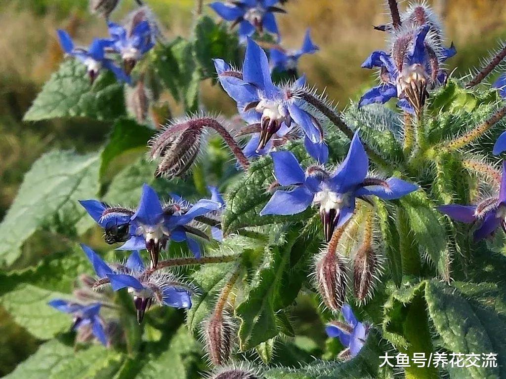 这九种蔬菜非常适合栽种在番茄的旁边, 能够互相促进生长