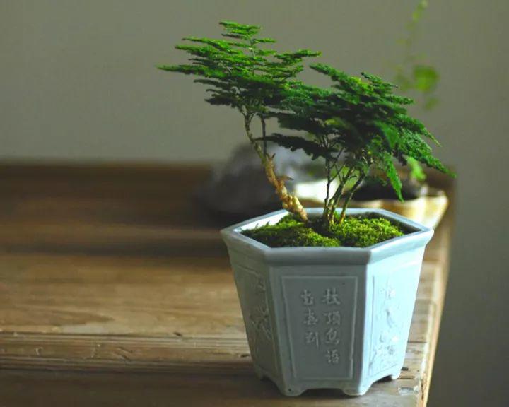 文竹个子越矮越值钱, 养成土肥圆, 最后卖出了这个价格!