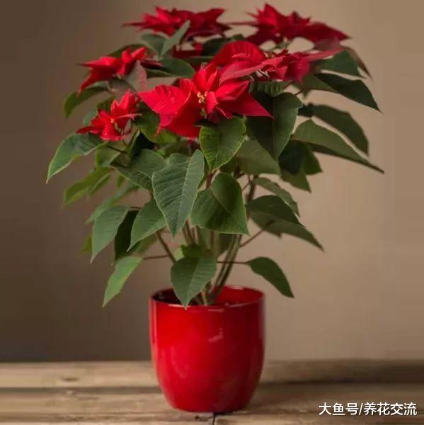 8种很适合作为礼物的冬季花卉, 寒冷的季节才会灿烂开花