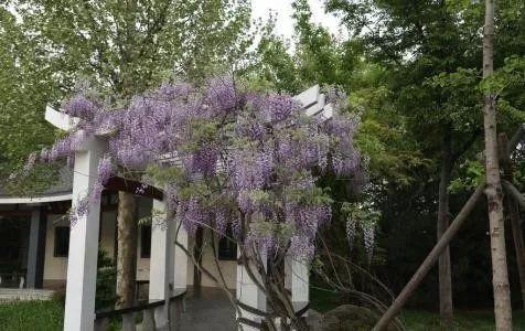听说这些爬藤植物和清凉的夏季更配哦, 养一盆赏心悦目整个夏季!