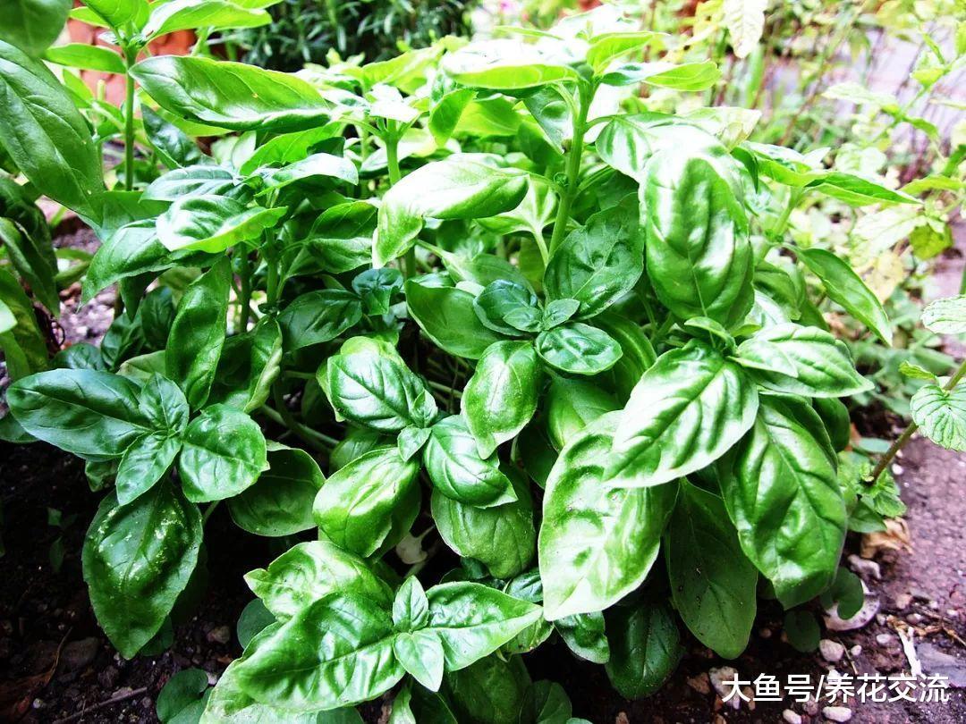 12种能够快速去除蚊子的神奇植物, 效果有没有想象那么好呢?