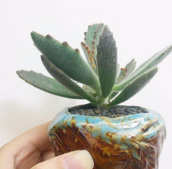 网购回来的多肉, 根部处理很重要, 修修剪剪生根快!