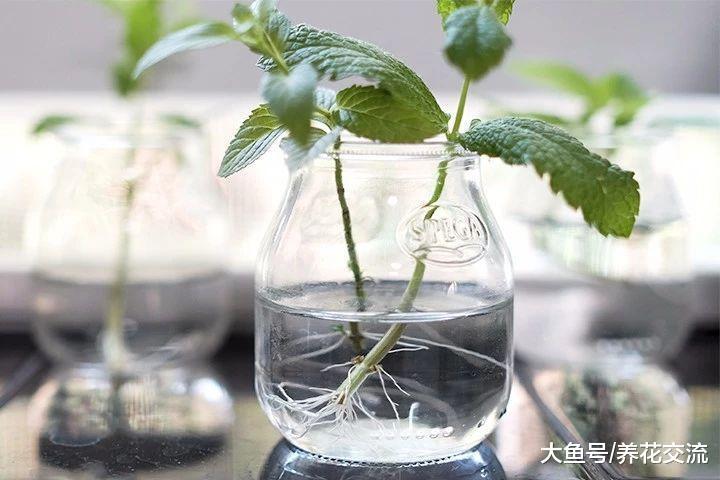 剪下来的薄荷枝条不要扔了, 直接扦插到盆土中就能变新的盆栽
