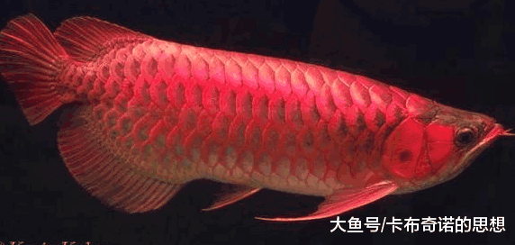 说正经的: 金龙鱼, 已经濒危了