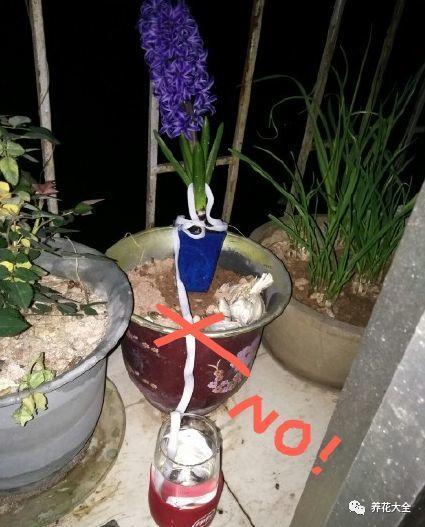 外出1个月, 有了这根旧鞋带, 家里的花照样长爆盆!