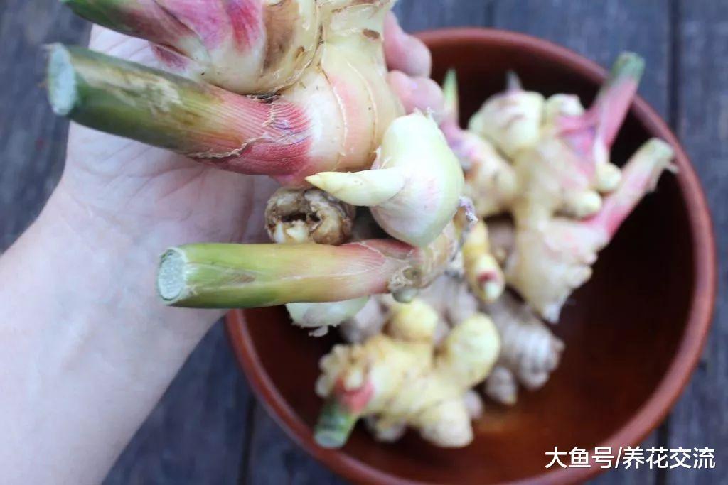 北方的朋友在室内种出自己的盆栽生姜, 冬春时节都可以种