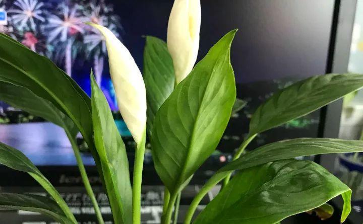 这9种花是活的吸尘器, 吸油烟除甲醛, 每个房间都得养1盆!