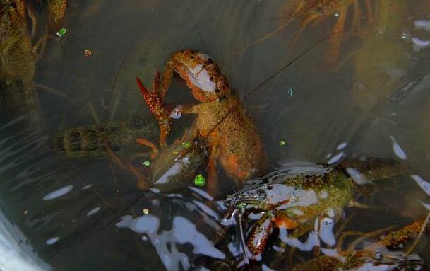 男子向水塘里扔了一块猪油, 5分钟后捞起来, 下一幕大家纷纷闭嘴
