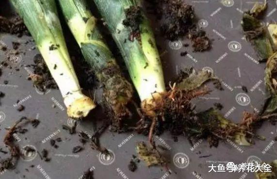 虎皮兰又烂根了? 放在水里泡一下, 很快就能长出新根!