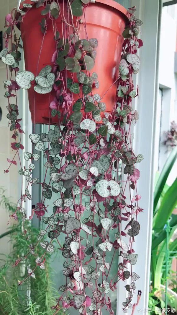 夏天养不好花? 试试这7种垂藤花, 随便一挂就成瀑布!