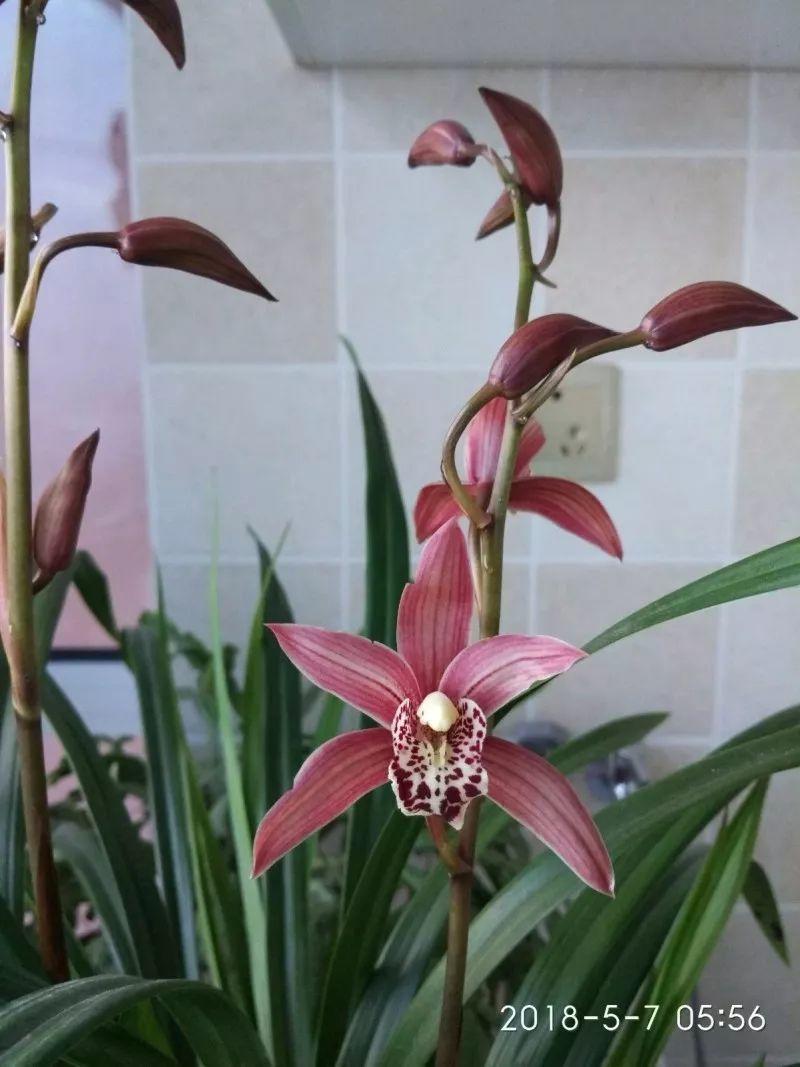 这6种花要注意, 卧室里别再养, 不然失眠睡不好!