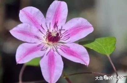 从一片叶到爬满墙, 只用了1个月, 这花繁殖力真强!