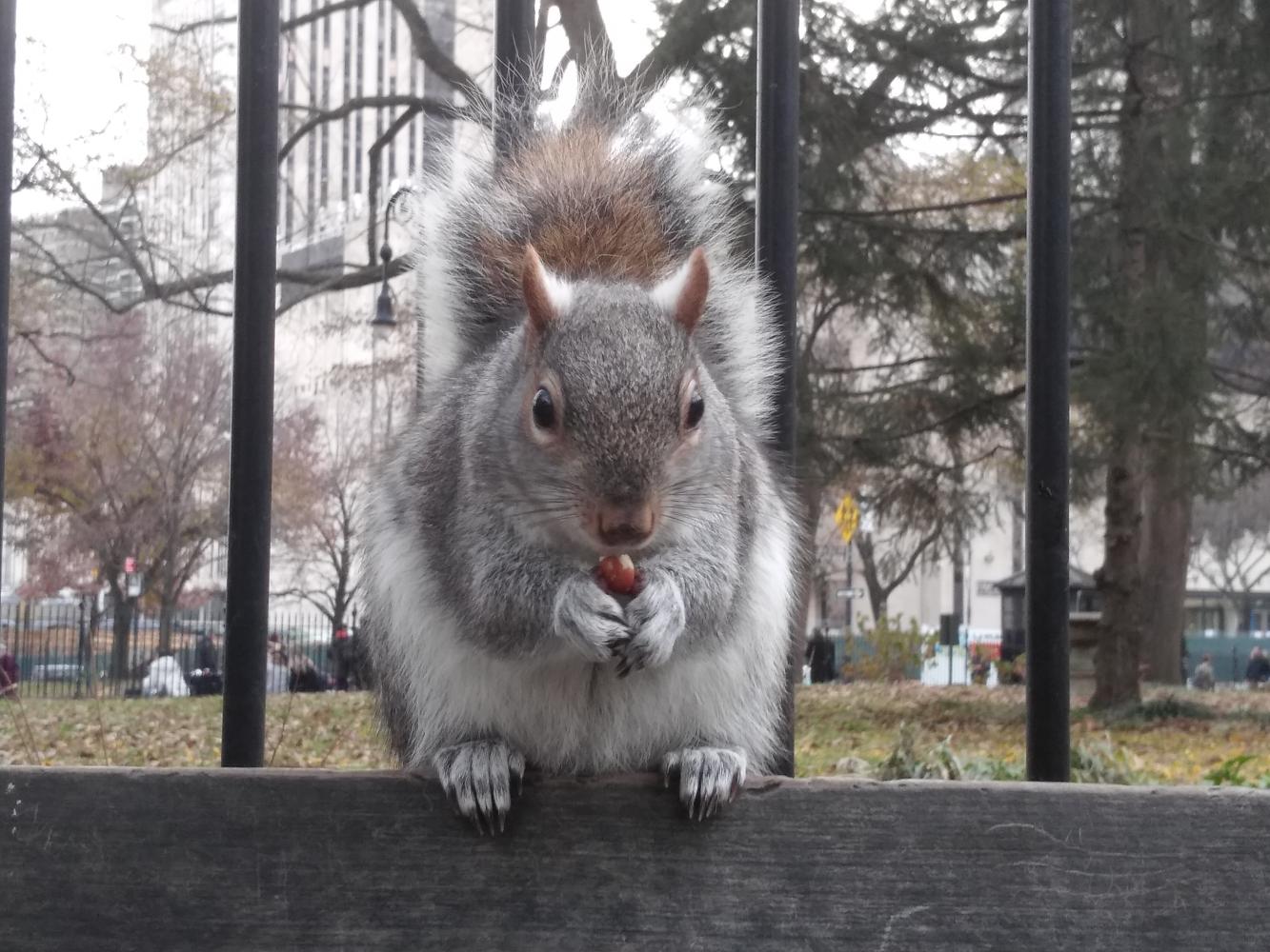 纽约市政厅门前的小松鼠