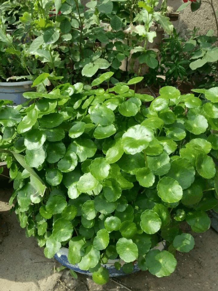 大热天, 给花剃个头, 1个月后再爆盆!