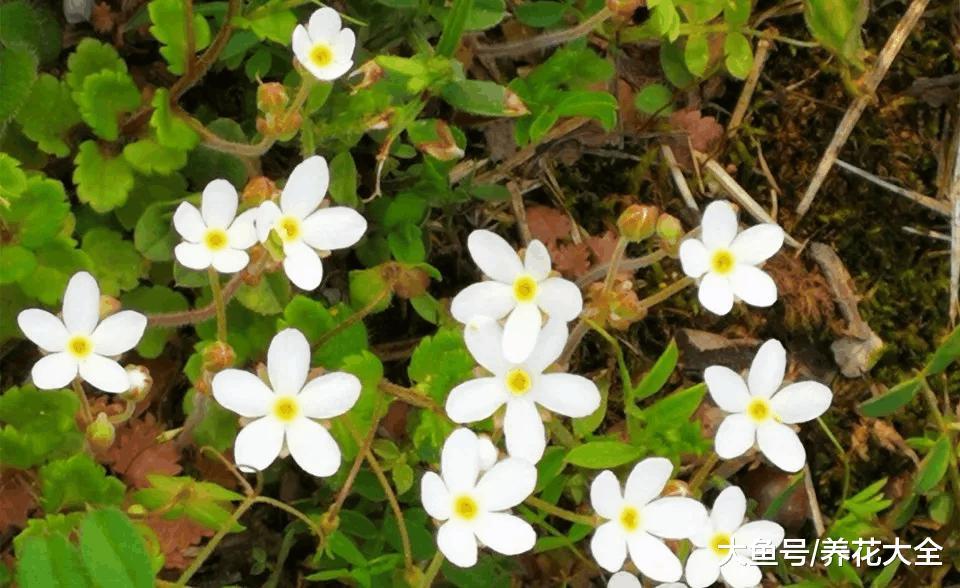 10种童年最常见的小野花, 现在认识的没几种了!