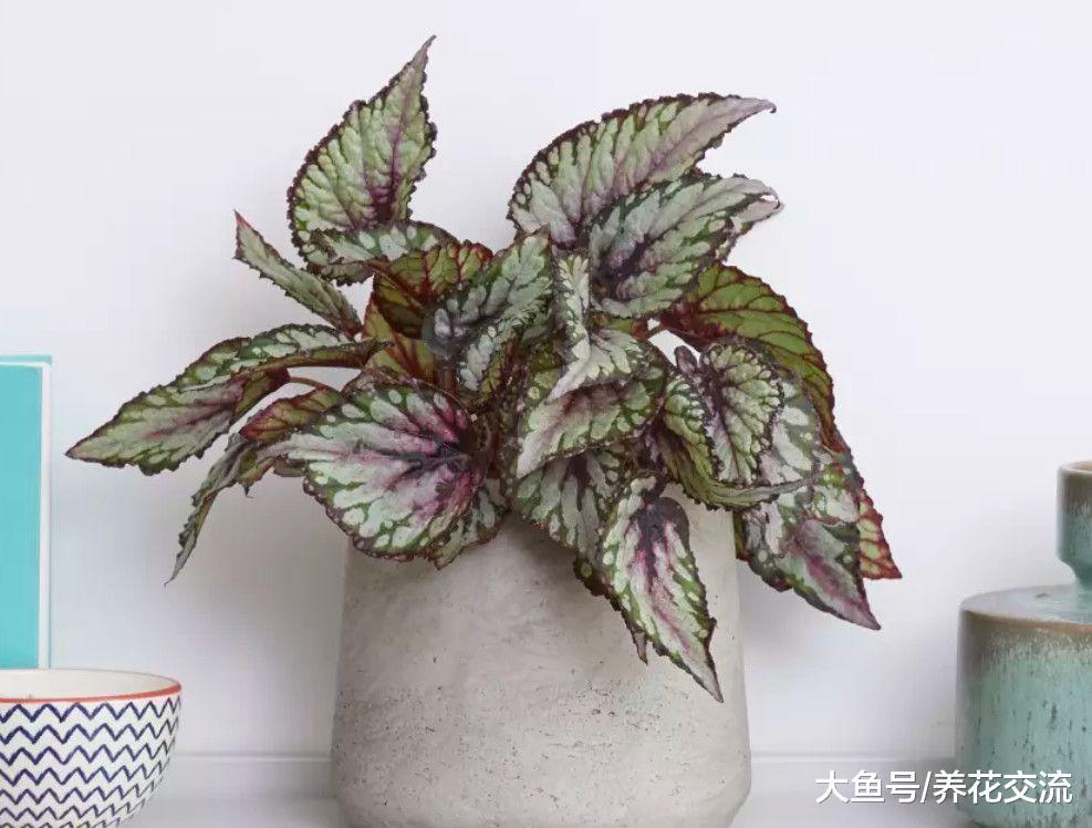 适合养浴室里的几种盆栽植物, 在阴暗潮湿的环境中也能生存