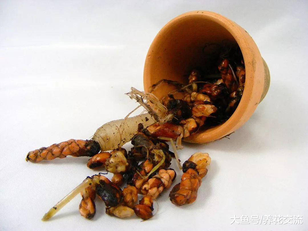 这种盆栽植物养在窗台, 看起来像是有一群蝴蝶在家里飞舞