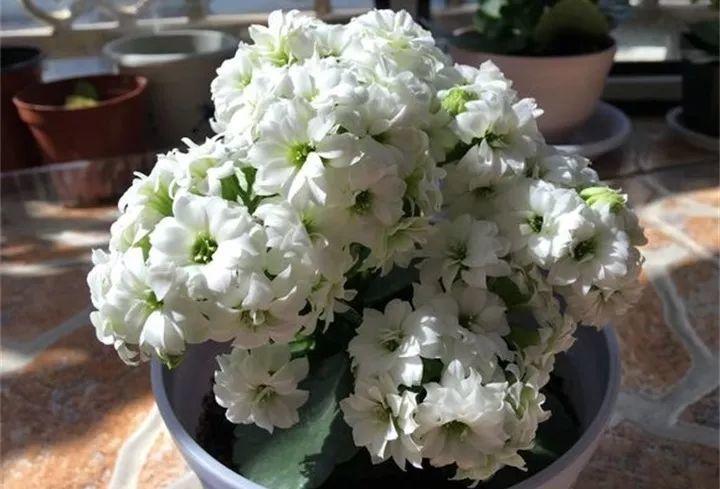 这4种花, 美艳又省心, 最适合都送给老人养!
