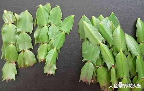 不小心碰掉了花枝子, 往盆里一插, 生根又长出一棵!