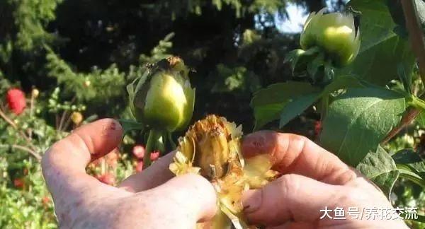学会给花朵授粉, 能不断收集种子, 来年还能播种繁殖