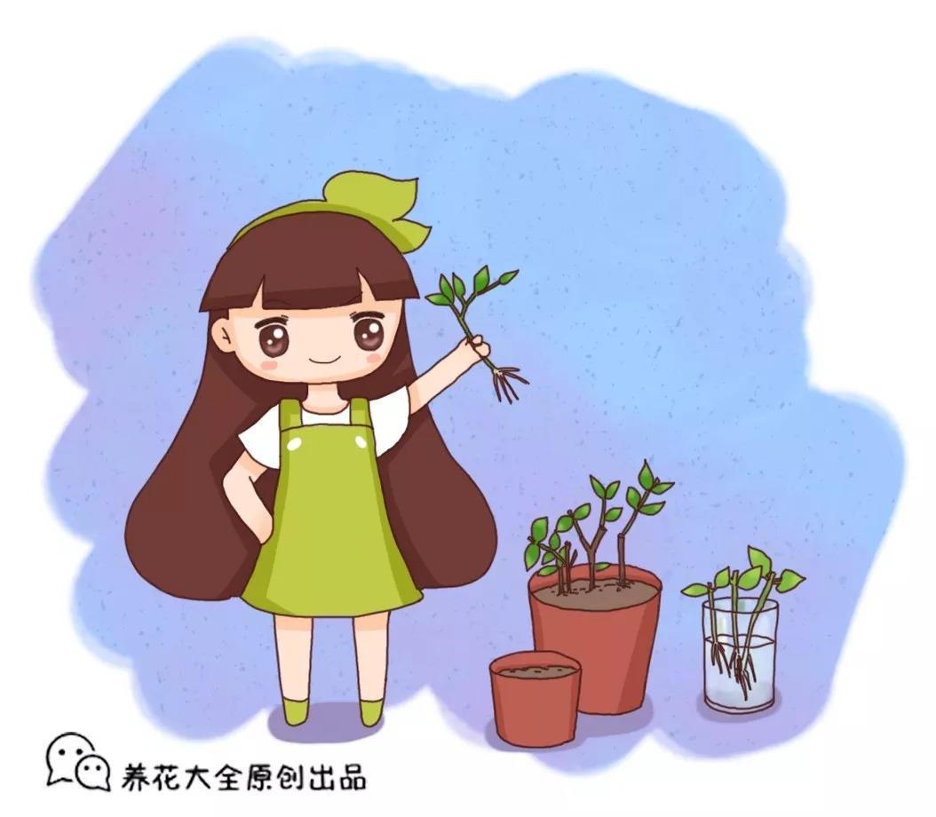 给三角梅扦插, 土里掺上它, 转眼冒出大白根!