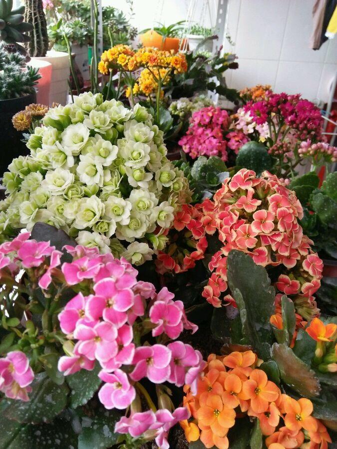 只会养绿萝? 这3种花“见土就活”, 1年开花200天, 房间太香了