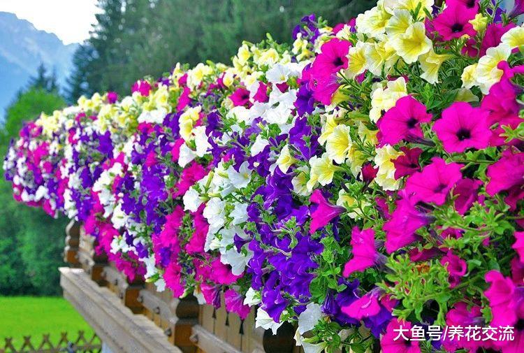 夏秋季节就能旺盛开花的矮牵牛, 为啥还有人将它养死