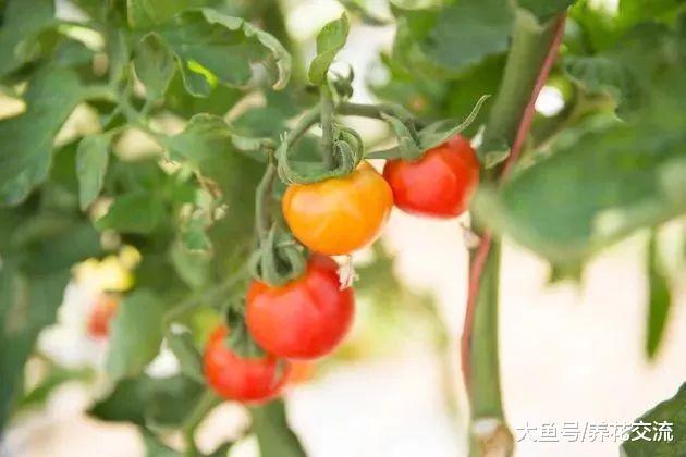 在花盆里用这些技巧也能养好番茄, 还能不断结果