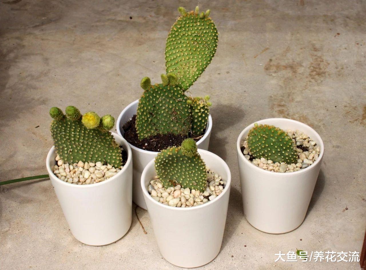 这种仙人掌长得很像兔子, 还能开出金黄色的花朵