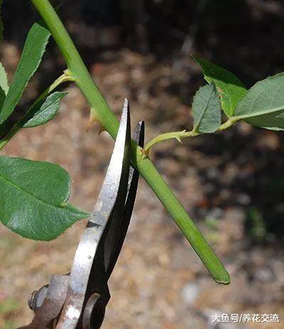 用玫瑰枝条扦插繁殖出来的盆栽小幼苗, 秋季也能进行