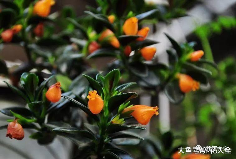 吊兰上长金鱼! 这花太好养活, 2个月长满阳台, 拦都拦不住!