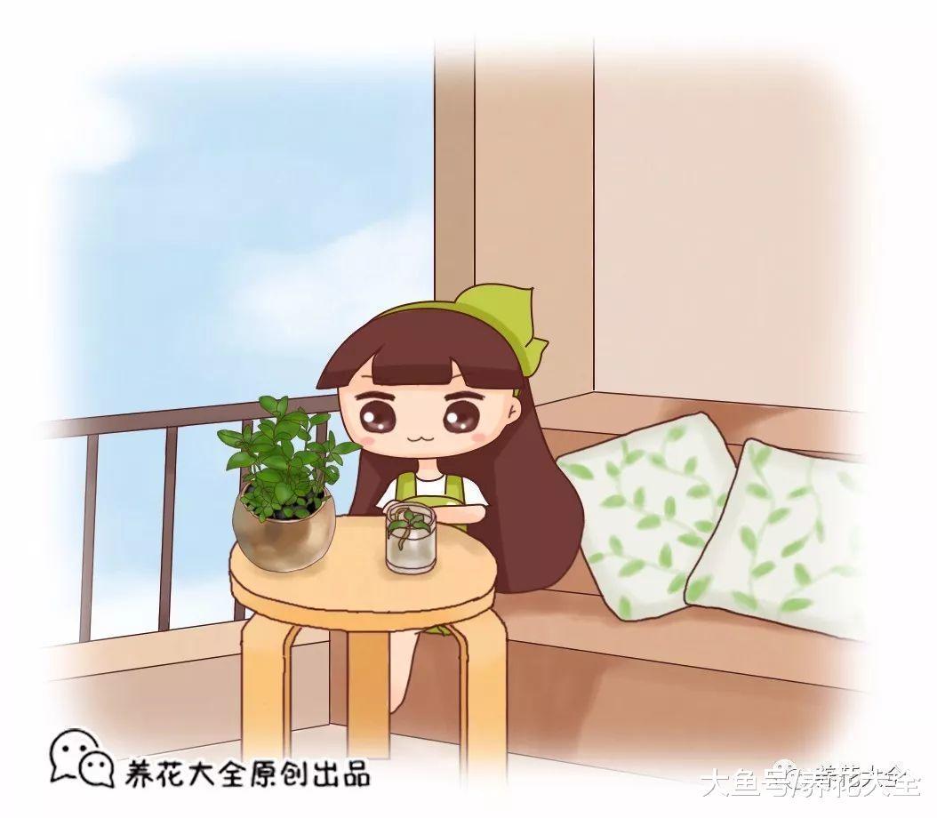 阳台1盆花, 小病小灾都靠它, 全家药费都少花!