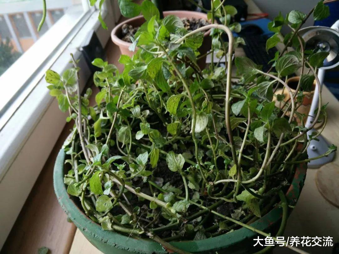 薄荷养在家里有这么多好处, 让蜘蛛、小老鼠和其他害虫远离