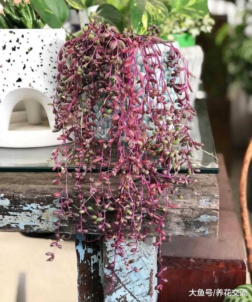 适合养在室内的紫玄月盆栽, 叶子一串串的垂盆多肉植物