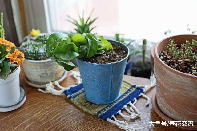 这五种方法能够很好的防治院子里的病虫害