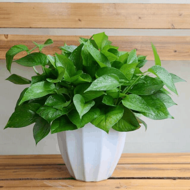 这3种花, 虽然“不出名”, 但是花能从春开到秋!