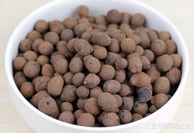 这6种小东西, 可是养花的宝贝, 用了再也不怕兰花烂根了!