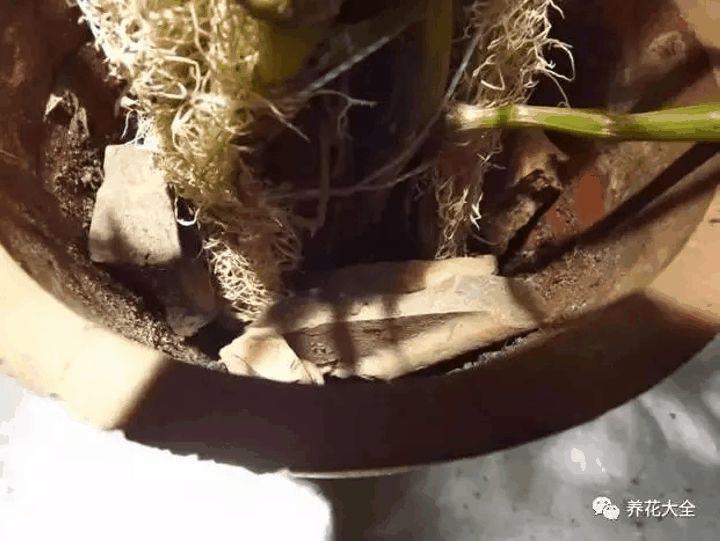 洗碗布丢盆底, 花呼呼长爆盆, 养10年都不烂根!