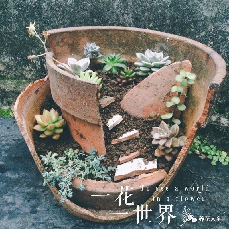 还在买花盆? 她拿破盆养花种肉, 比卖的还要好看!