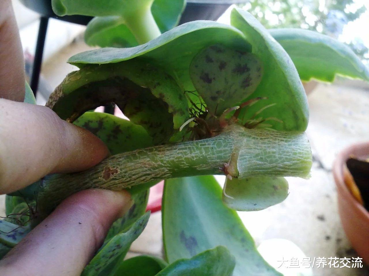 长寿花用枝条扦插的技巧, 摘下的叶子也能发芽, 养成爆盆的花卉