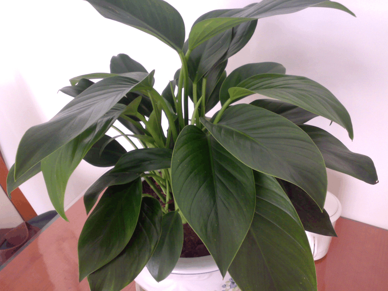 新房有甲醛不敢住? 养盆金钻在家里, 净化效果一级棒!