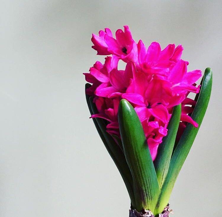这3种“年宵花”醒了, 秋季扔盆里, 过年就开花, 好养又漂亮!