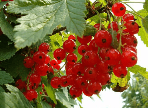 世界上十大稀有水果, 别说, 能见过一种都很了不起!