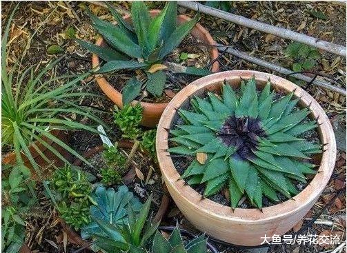 芦荟女王用这些技巧就能在盆栽里养得很好, 还能开出鲜艳的花朵