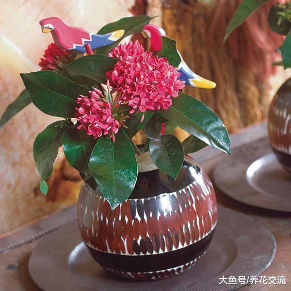 可以一年四季开花盆栽灌木龙船花, 开出像绣球般的花朵