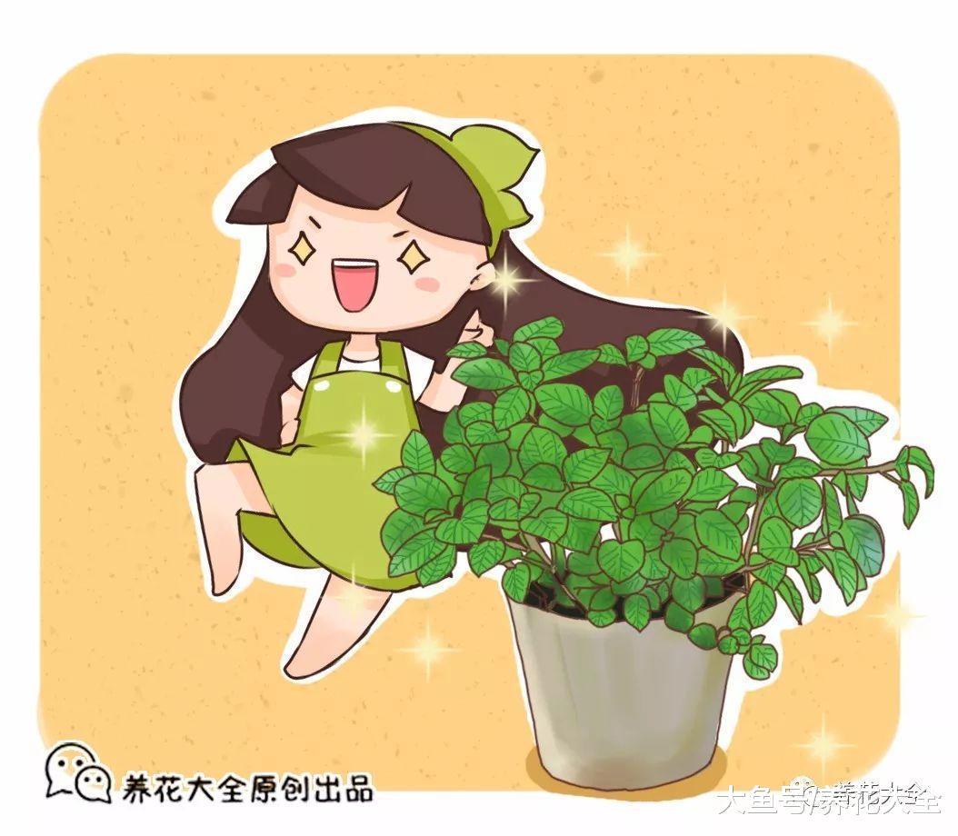 在家养一盆柠檬香蜂草, 好看又好吃, 还能防蚊虫!