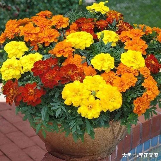 13种特别适合种在阳台的盆栽植物, 新手也能常年养开花