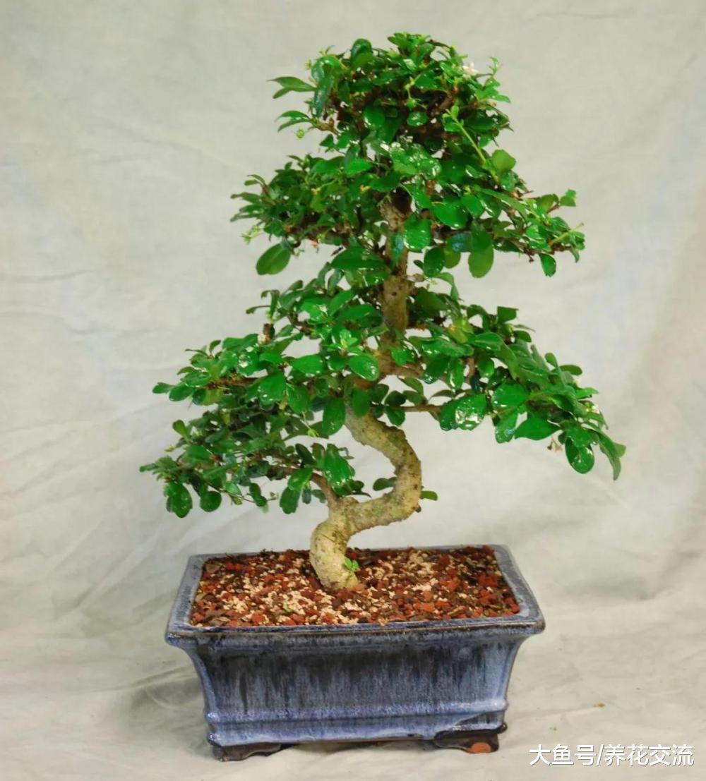 想要在家里养出靓丽迷人的盆景, 这5个技巧都要掌握