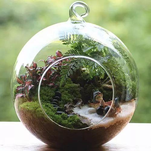 养了这么久苔藓植物的你, 知道苔藓植物为什么要养在玻璃罩瓶子里吗